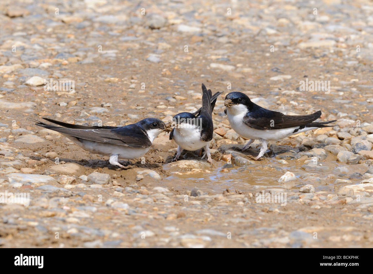 House Martins delichon urbica adults collecting mud for nestbuilding Norfolk UK May Stock Photo