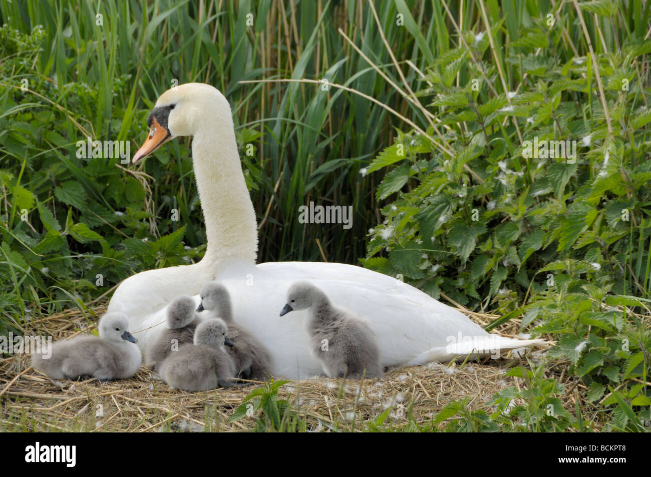 Mute Swan cygnus olor female with day old cygnets UK May Stock Photo