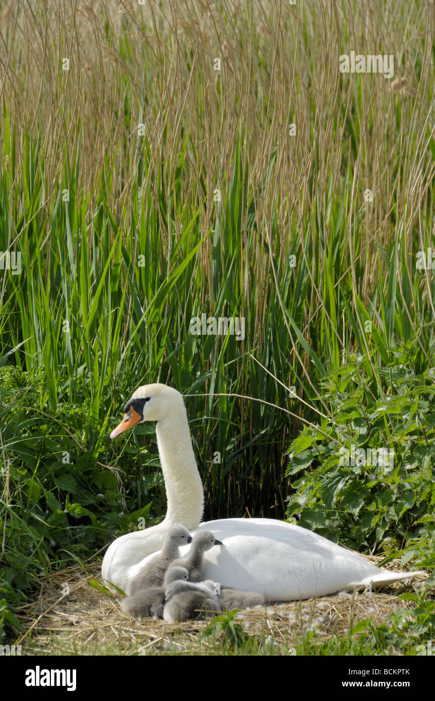 Mute Swan cygnus olor female with day old cygnets UK May Stock Photo