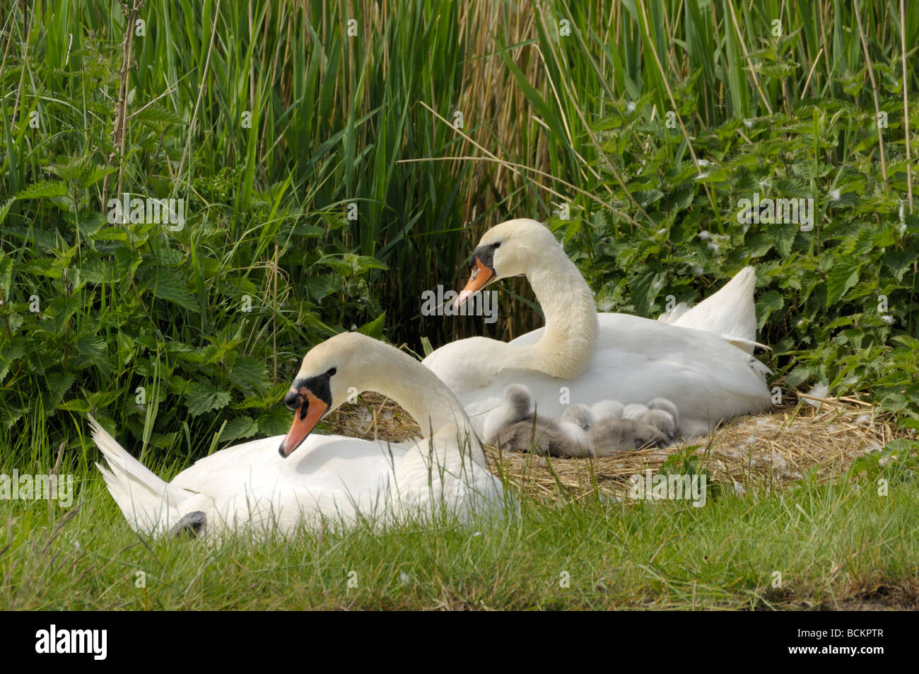 Mute Swans cygnus olor male female with day old cygnets UK May Stock Photo