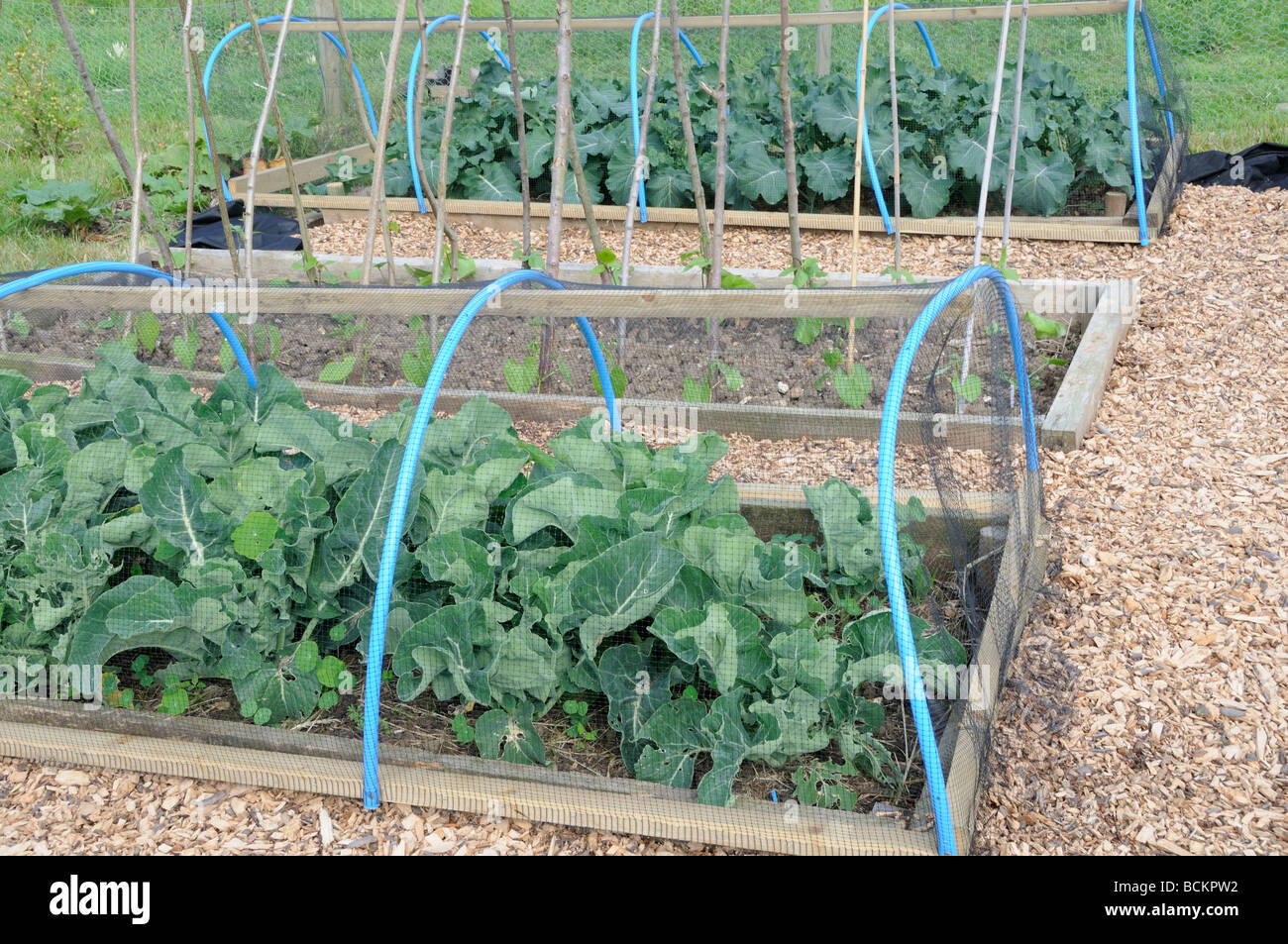 Small allotment plot with brassicas covered by netting to prevent cabbage butterfly infestation UK May Stock Photo