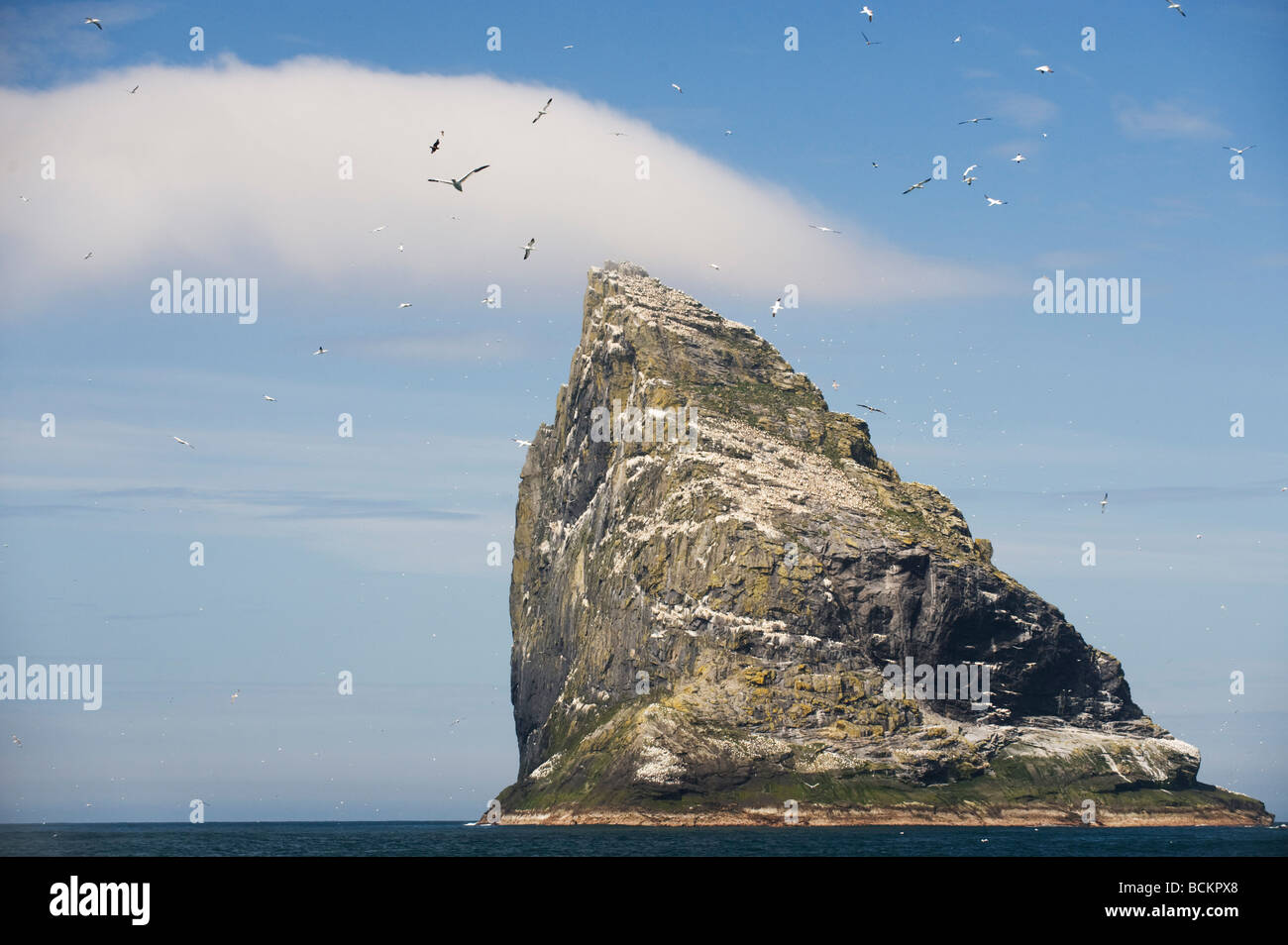 Major Gannet Colony, Stac an Armin rock, St. Kilda Scotland, WORLD HERITAGE SITE Stock Photo