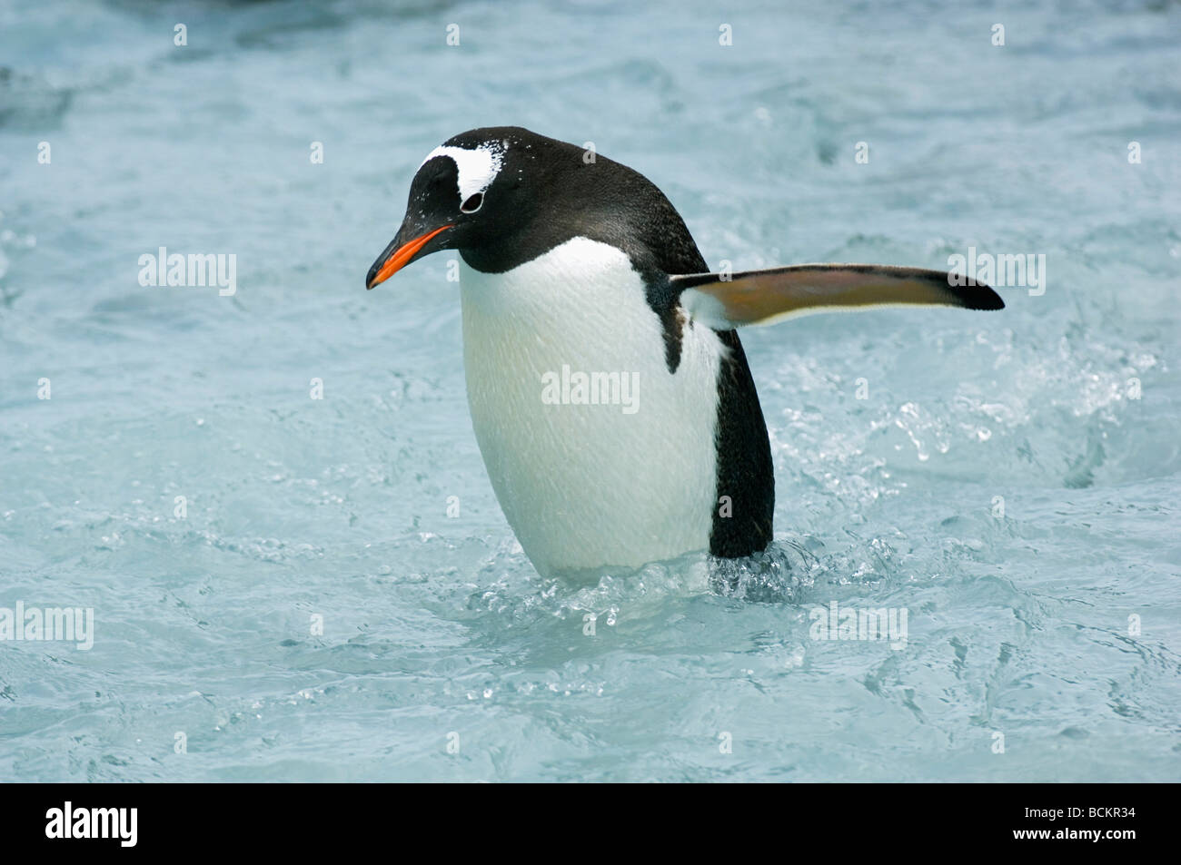 Gentoo penguin (Pygoscelis papua) Wading upstream to colony,  South Georgia Island Stock Photo