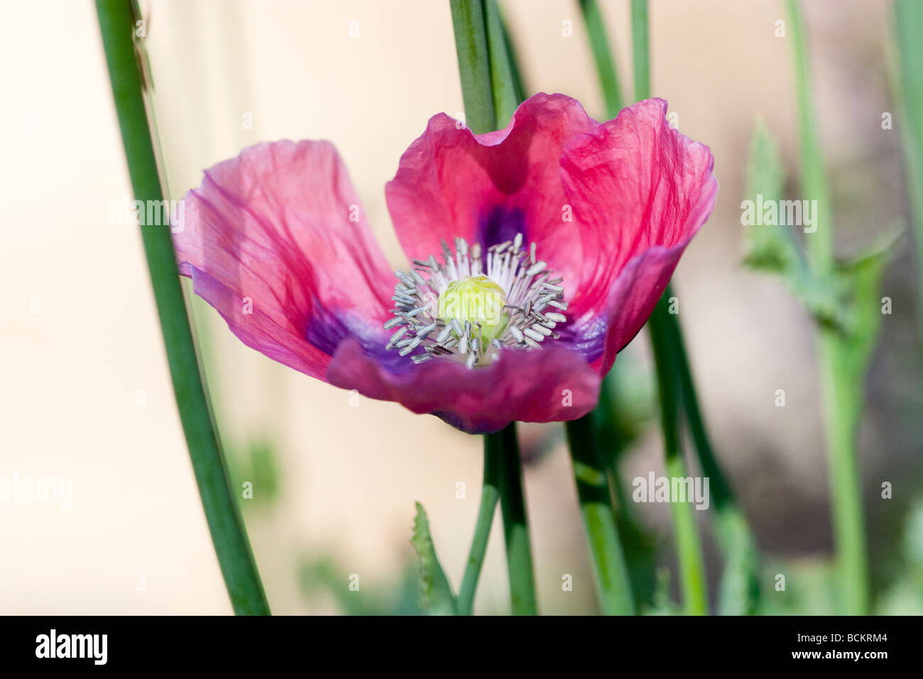 Blue Red Pink and Purple Iceland Poppy Flower Stock Photo