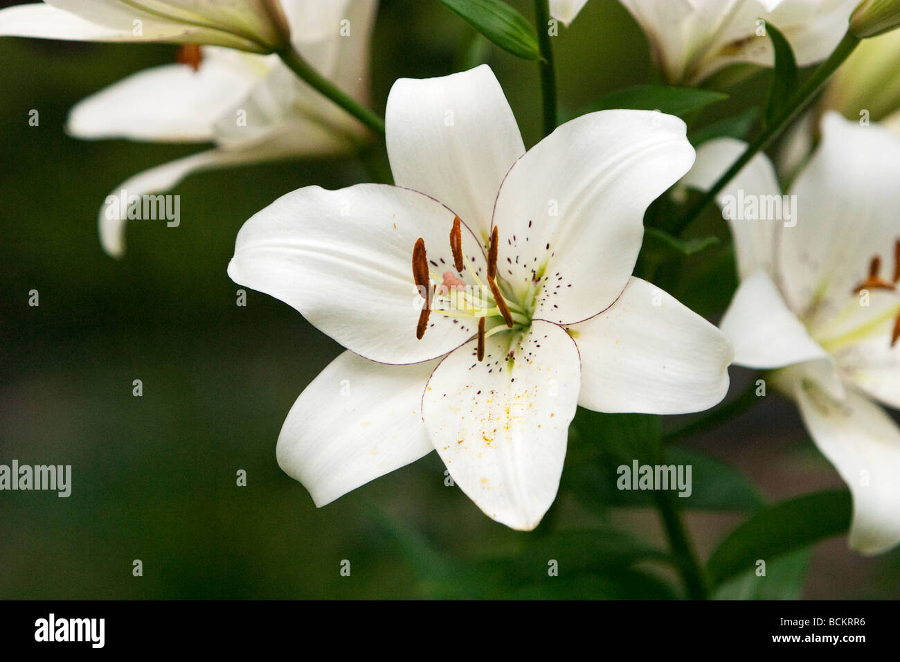 White Easter Lily Flower Stock Photo Alamy