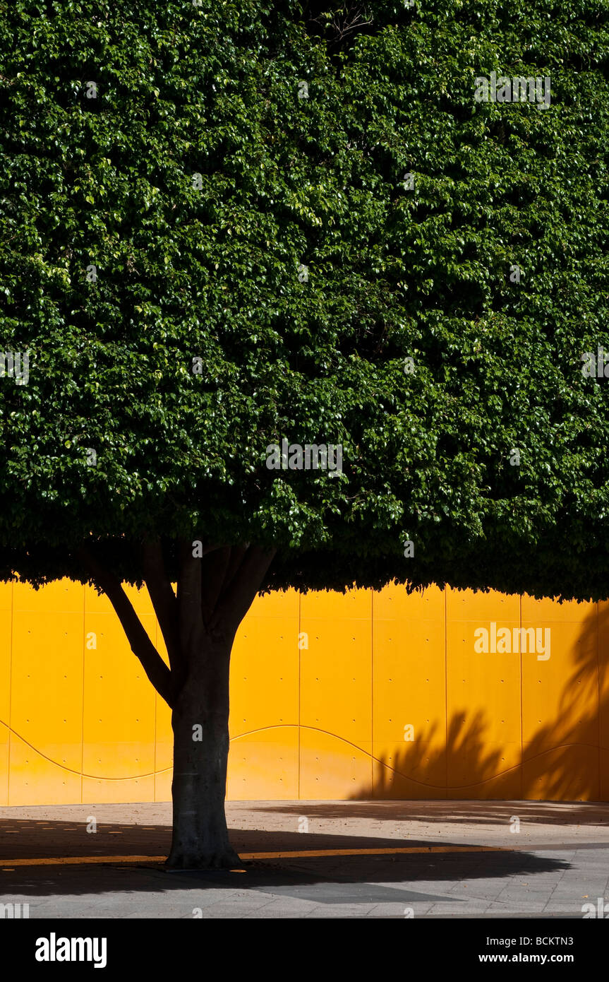 Trimmed yew tree and yellow wall Sydney Australia Stock Photo