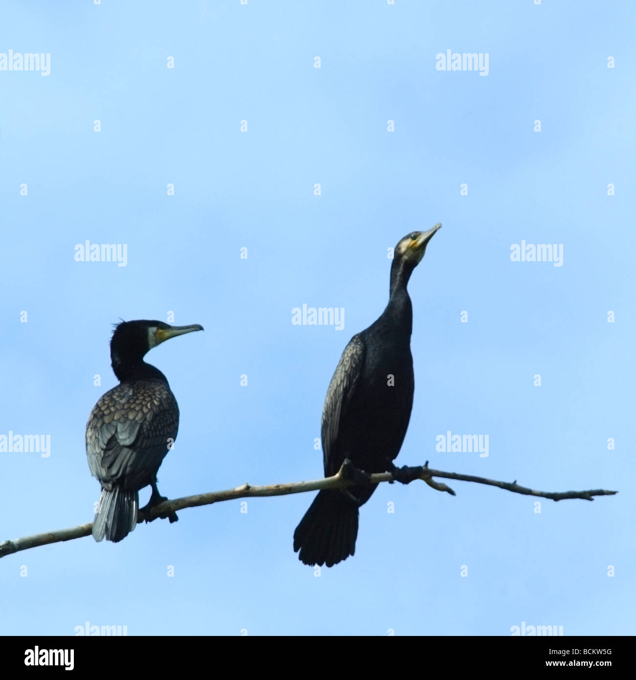 Great Black Cormorants Phalacrocorax carbo on a withered tree branch ...