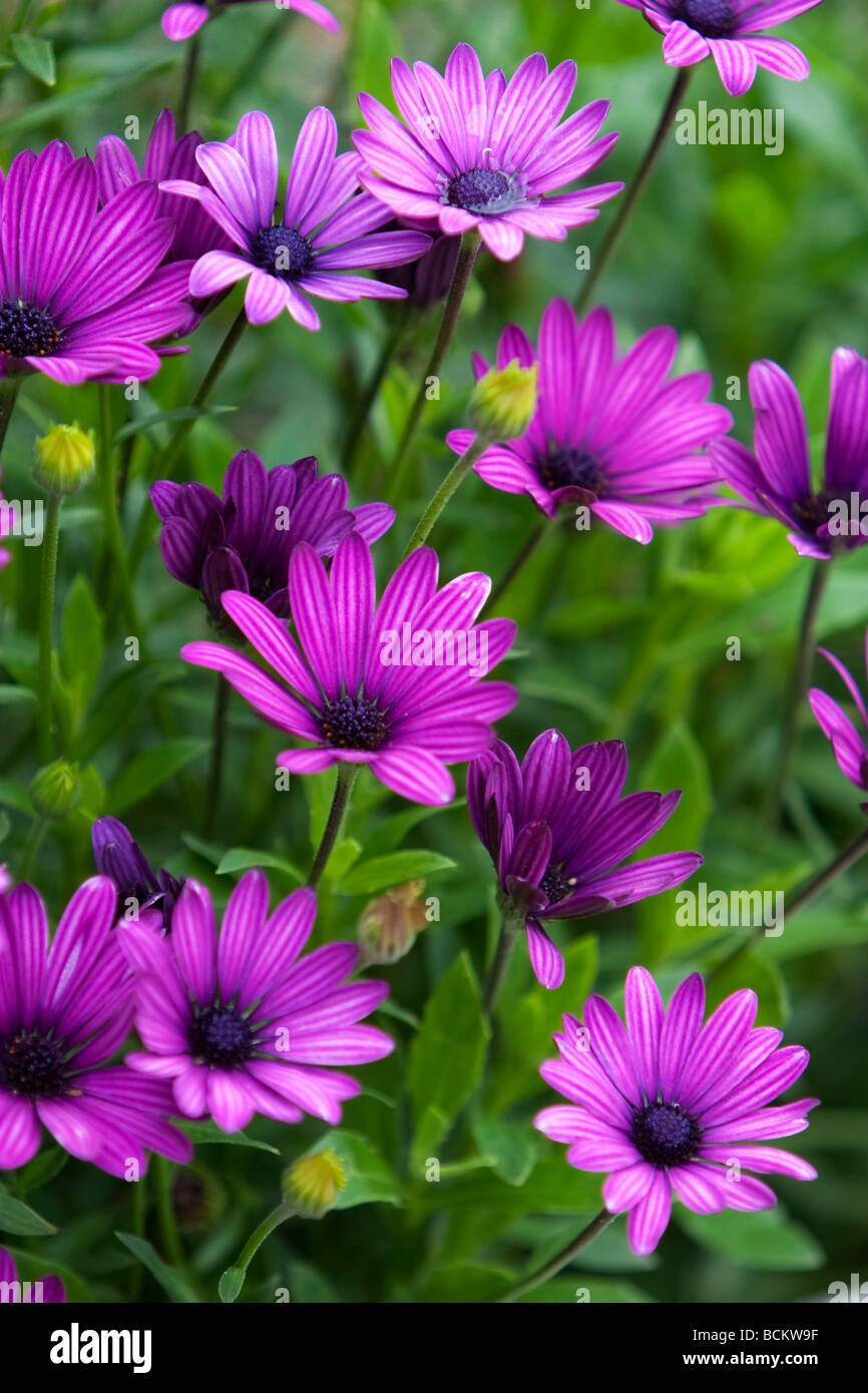 Also known as African Daisy South African Daisy Cape Daisy and Blue eyed Daisy Stock Photo