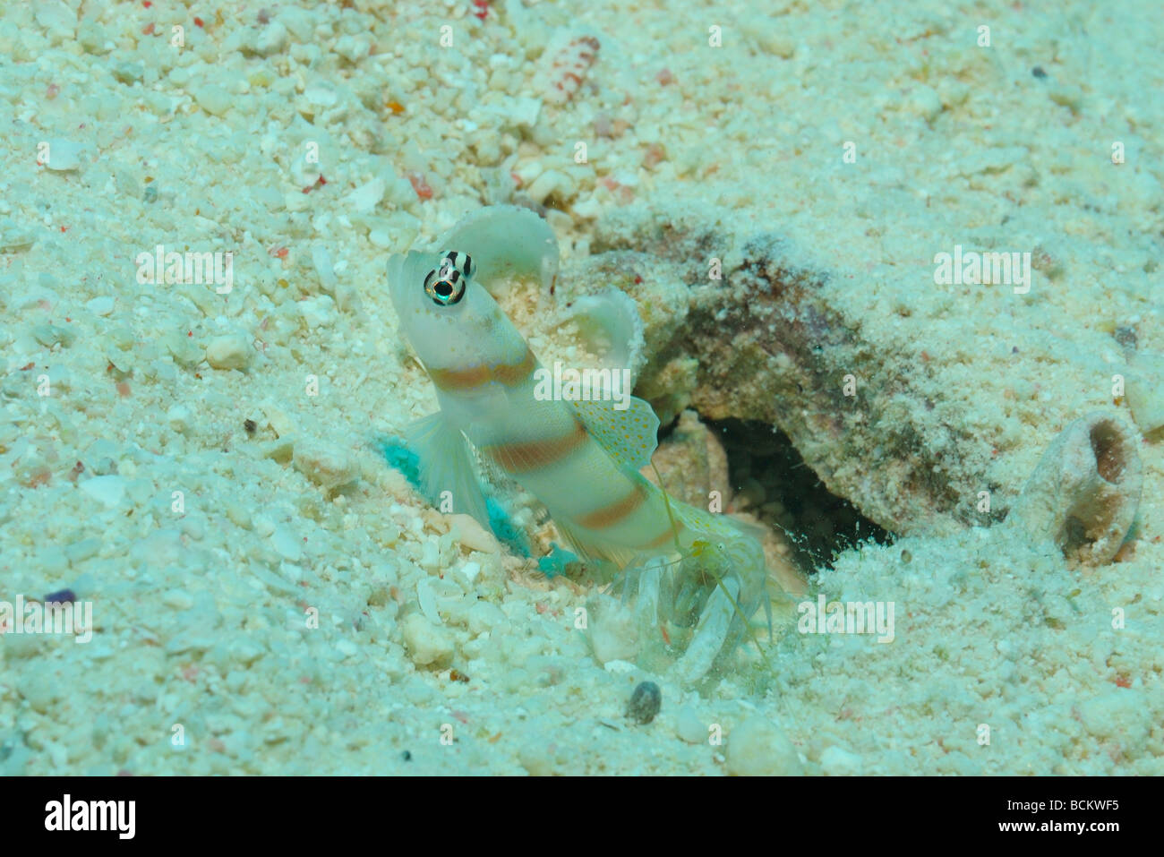 Magnus' prawn-goby and  Symbiosis Shrimp off Safaga, Egypt. Stock Photo