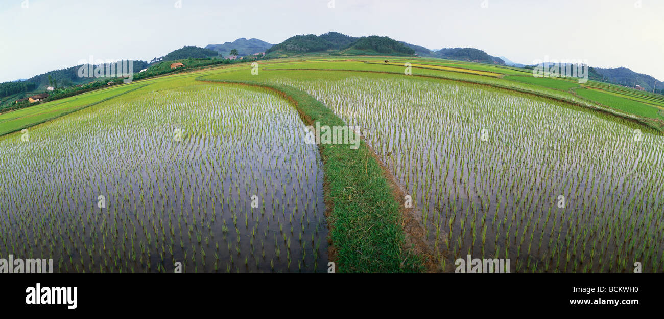 Rice field, panoramic view Stock Photo