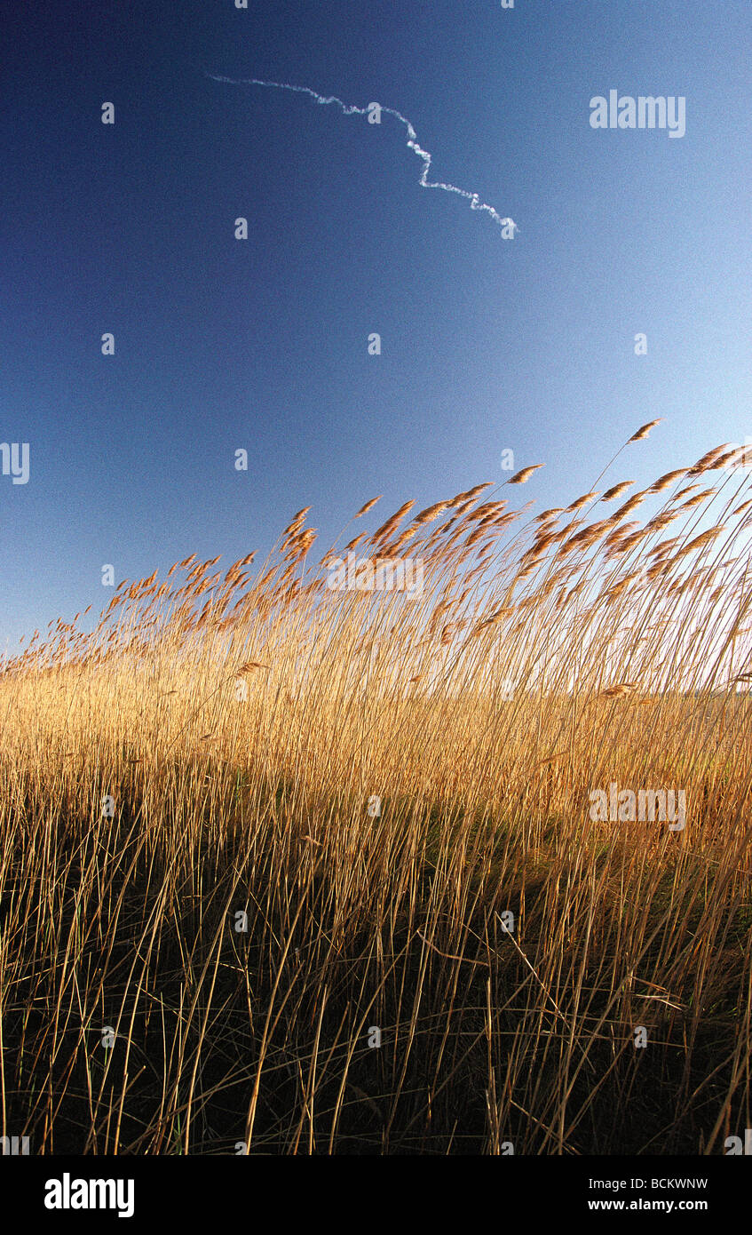 low top wheat forces