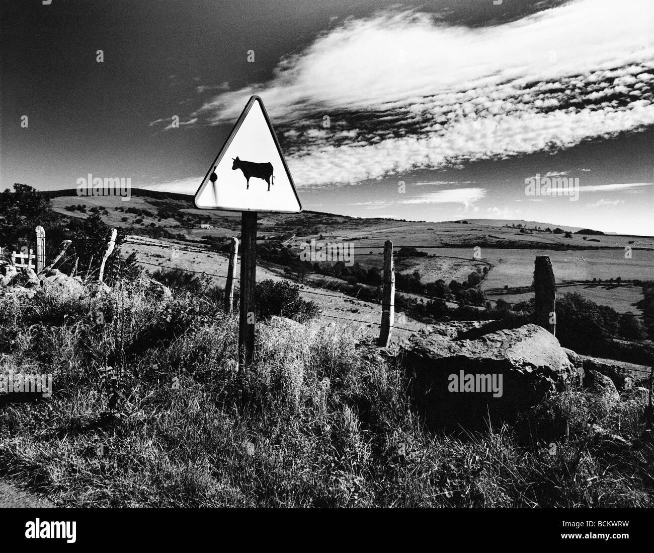 Cow crossing sign in rural landscape, b&w Stock Photo