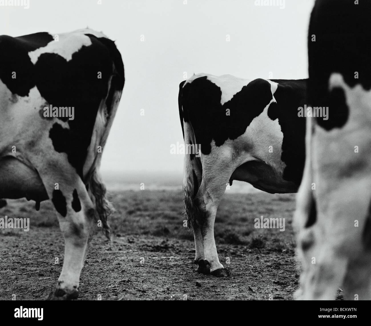 Rears of cows in field, side view, b&w Stock Photo
