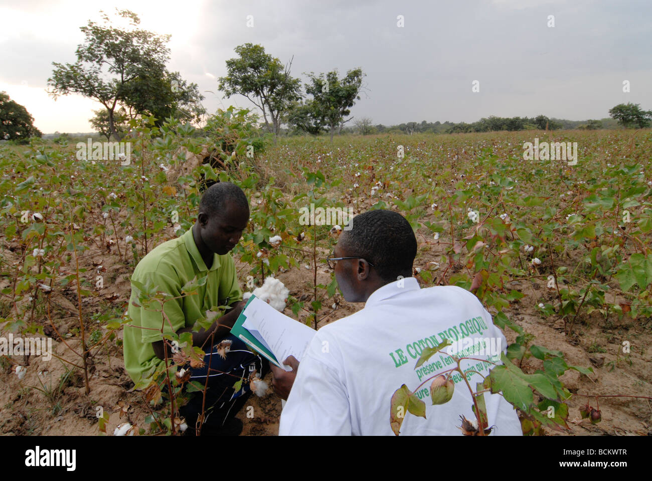 Western Africa Burkina Faso , fairtrade and organic cotton project , agricultural advisor Stock Photo