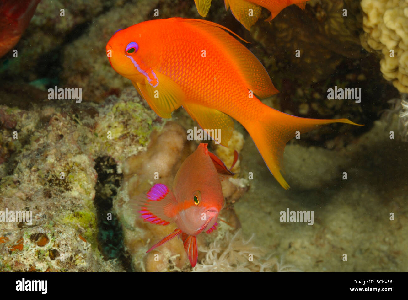 Pseudanthias marcia hires stock photography and images Alamy