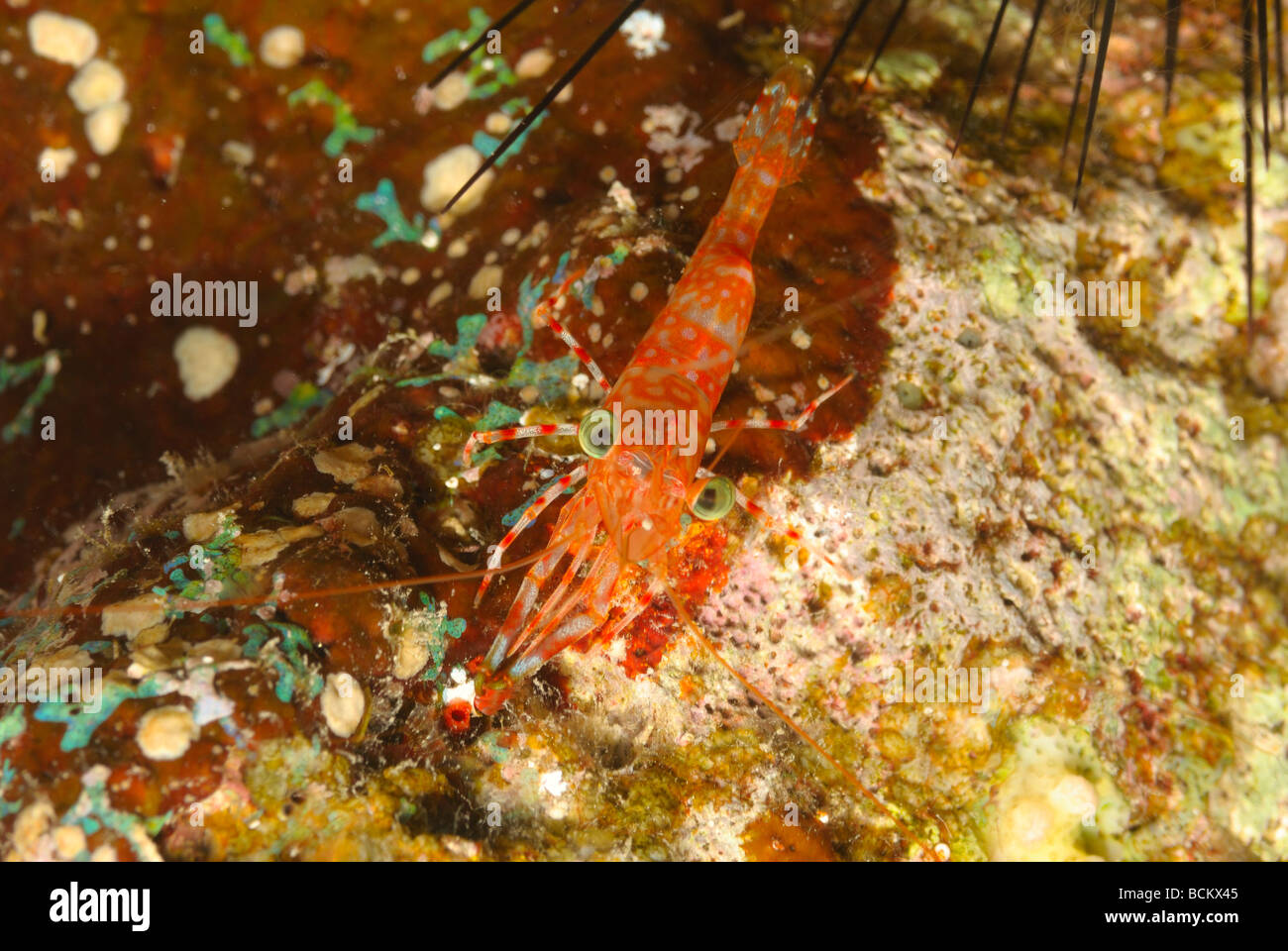 Henderson's hinoe beak shrimp in the Red Sea, off coast Safaga Stock Photo