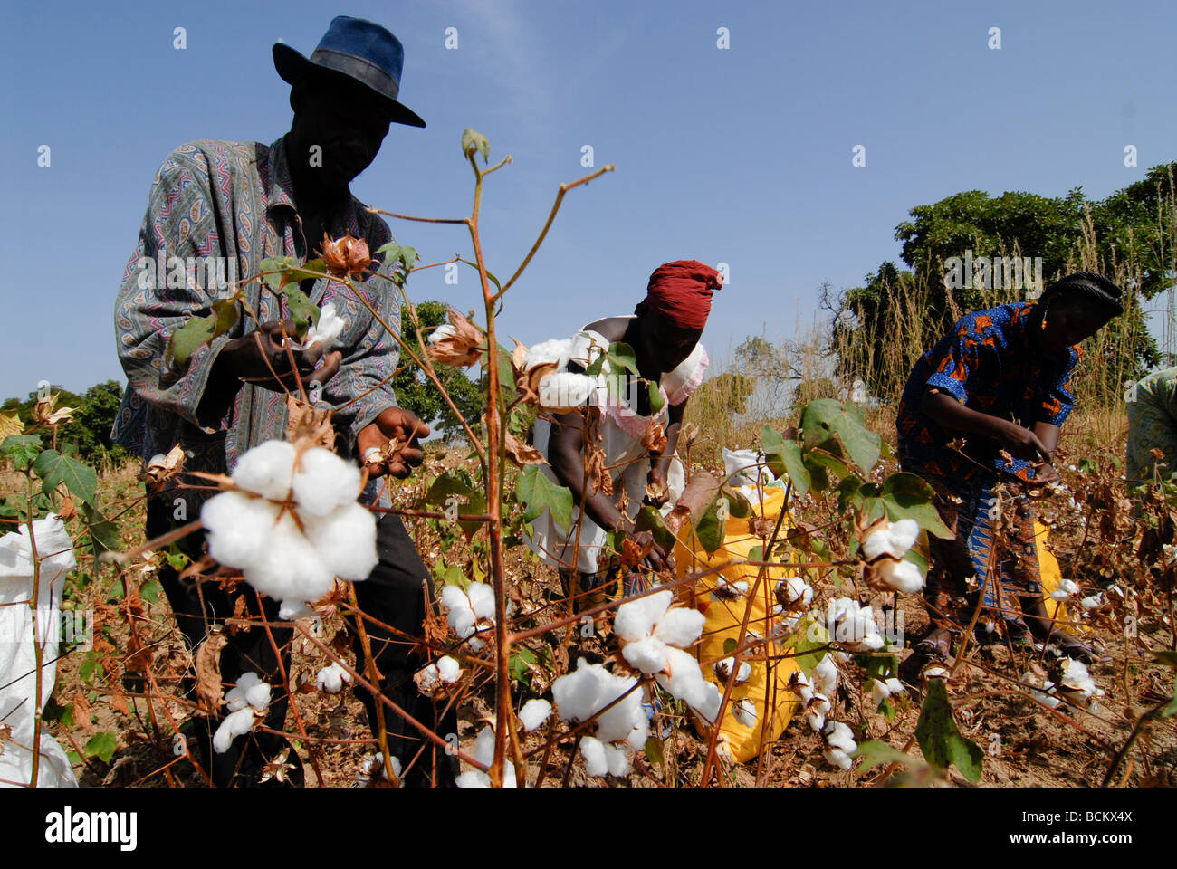 West Africa Burkina Faso , fairtrade and organic cotton project , man and woman harvest cotton at farm Stock Photo