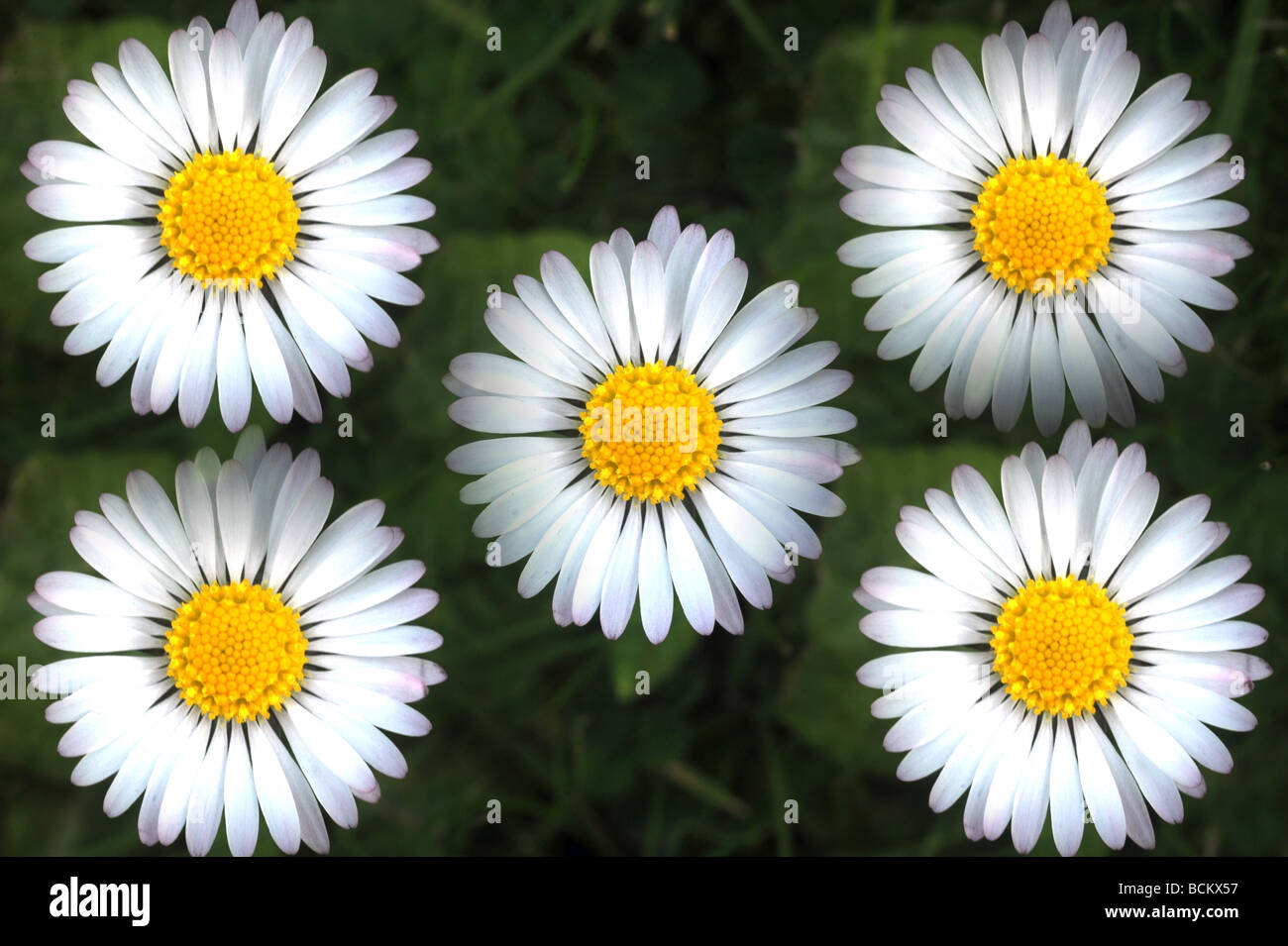 Daisy weed hires stock photography and images Alamy