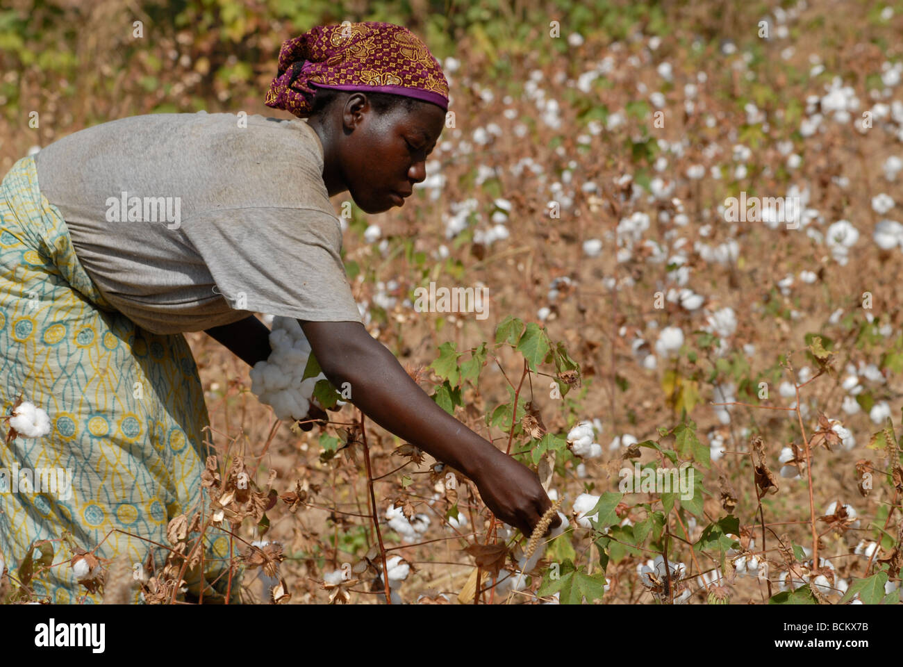 West Africa Burkina Faso , fairtrade and organic cotton project , woman harvest cotton at farm Stock Photo
