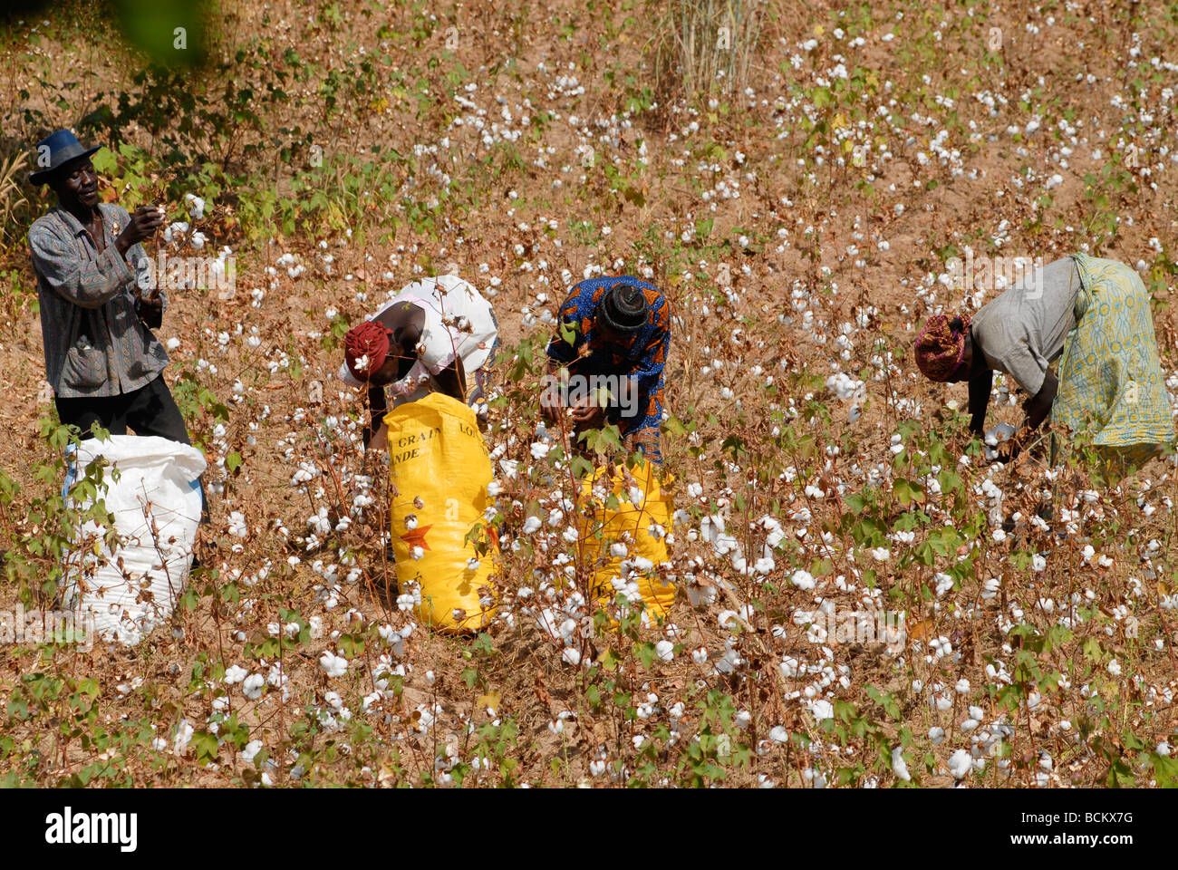 West Africa Burkina Faso , fairtrade and organic cotton project , man and woman harvest cotton at farm Stock Photo