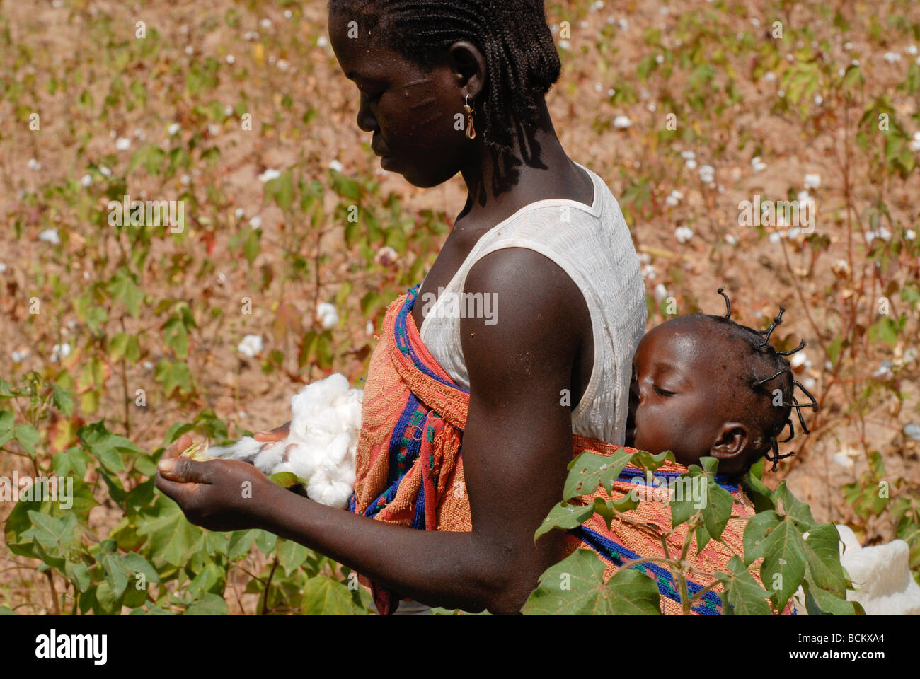 West Africa Burkina Faso , fairtrade and organic cotton project , woman with baby harvest cotton at farm Stock Photo