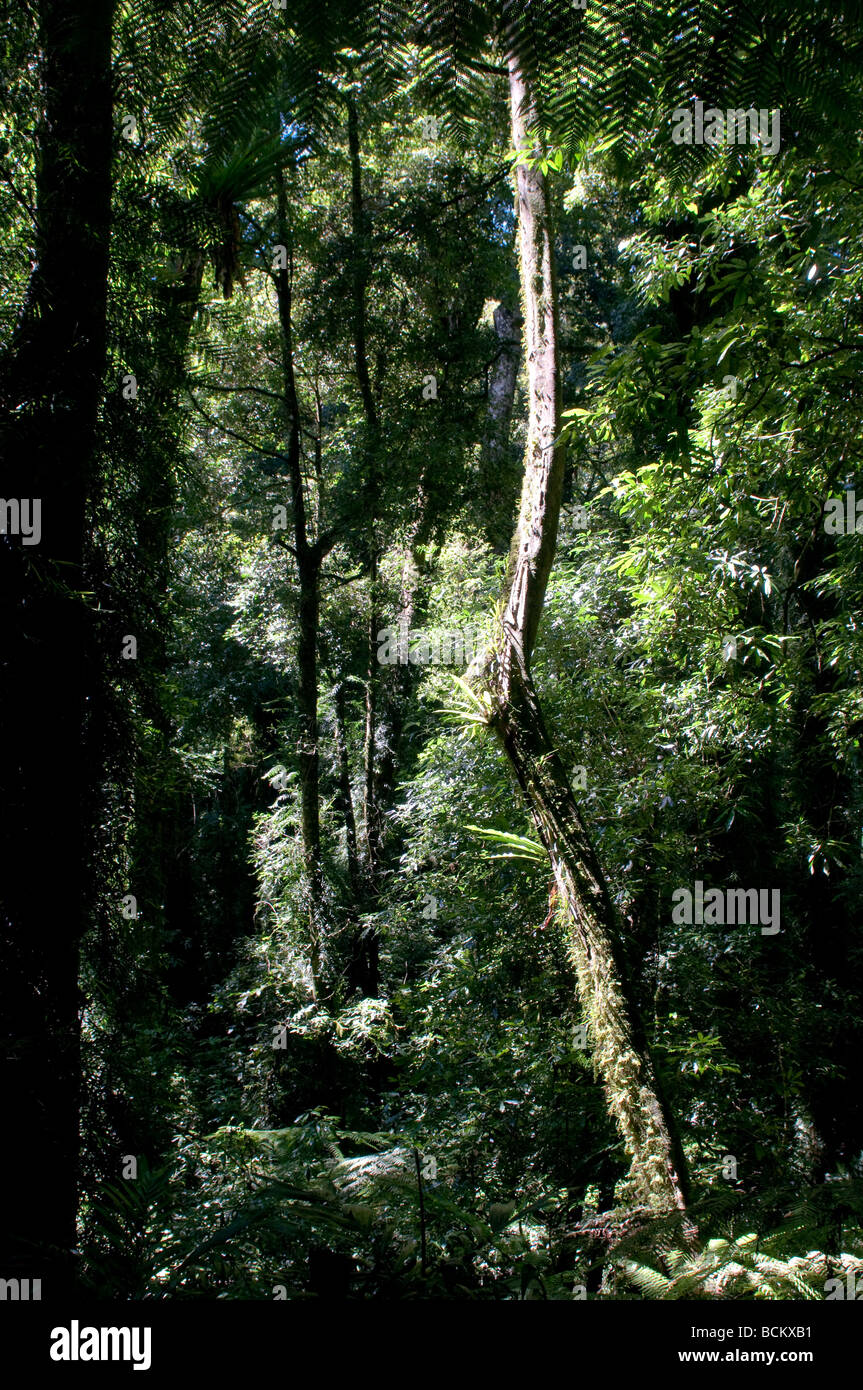 Dorrigo National Park Rainforest trees NSW Australia Stock Photo Alamy