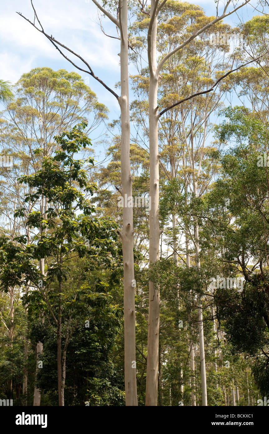 Gum tree forest Coffs Harbour region NSW Australia Stock Photo Alamy