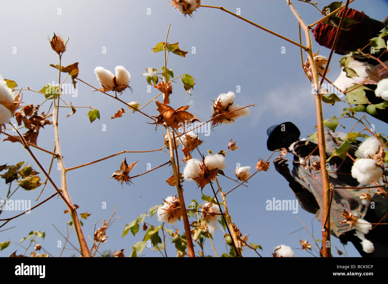 West Africa Burkina Faso , fairtrade and organic cotton project , harvest cotton at farm Stock Photo