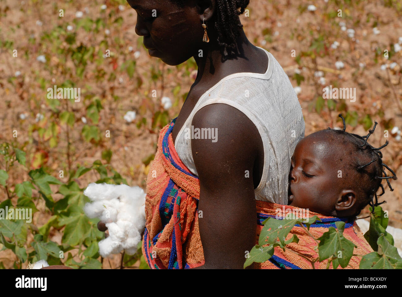 West Africa Burkina Faso , fairtrade and organic cotton project , woman with baby harvest cotton at farm Stock Photo