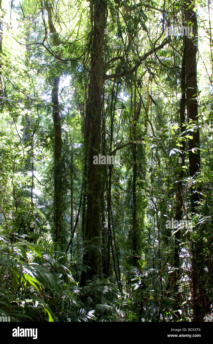 Dorrigo National Park Rainforest trees NSW Australia Stock Photo Alamy