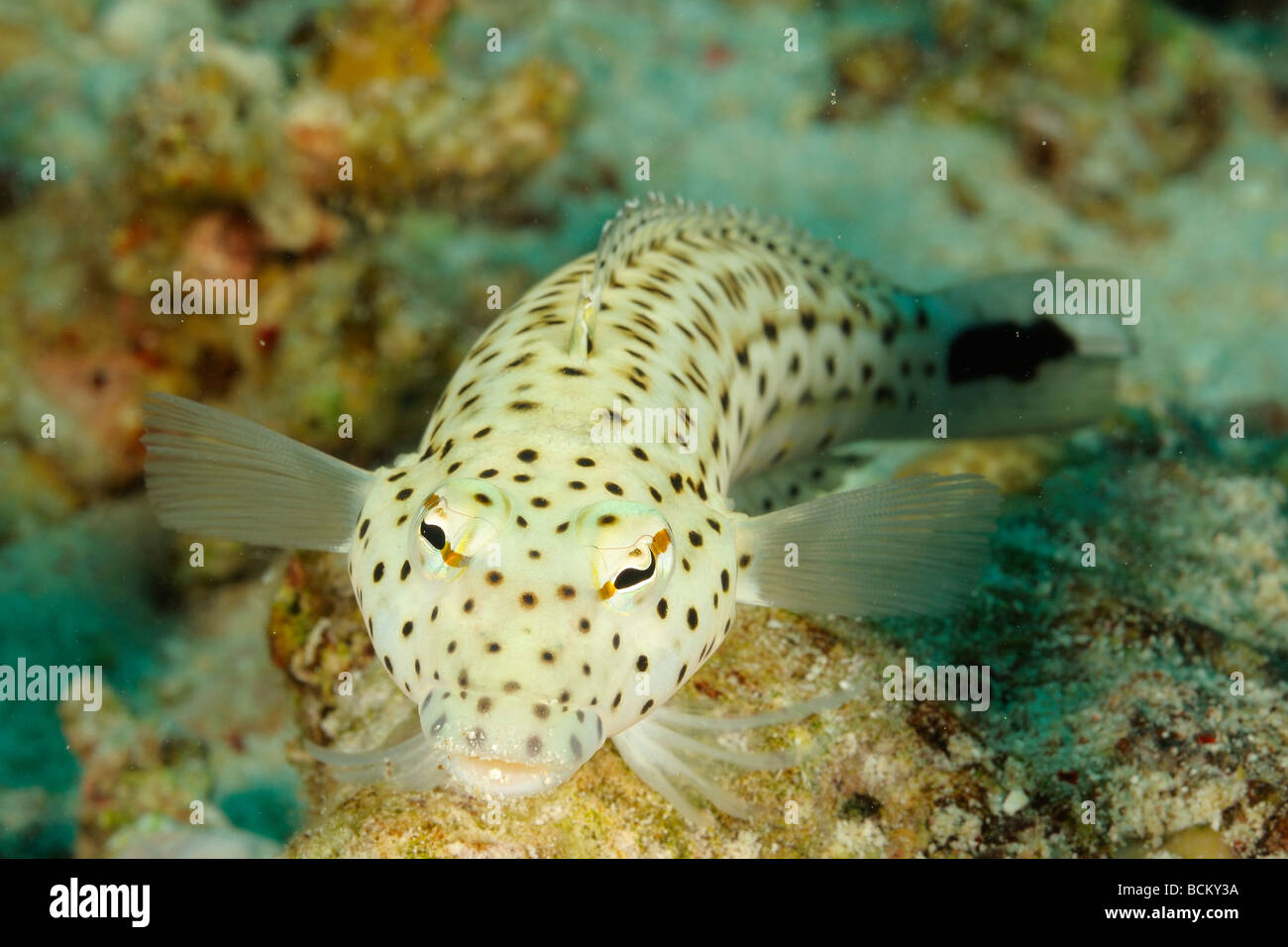 Speckled sandperch off Safaga, Egypt. Stock Photo