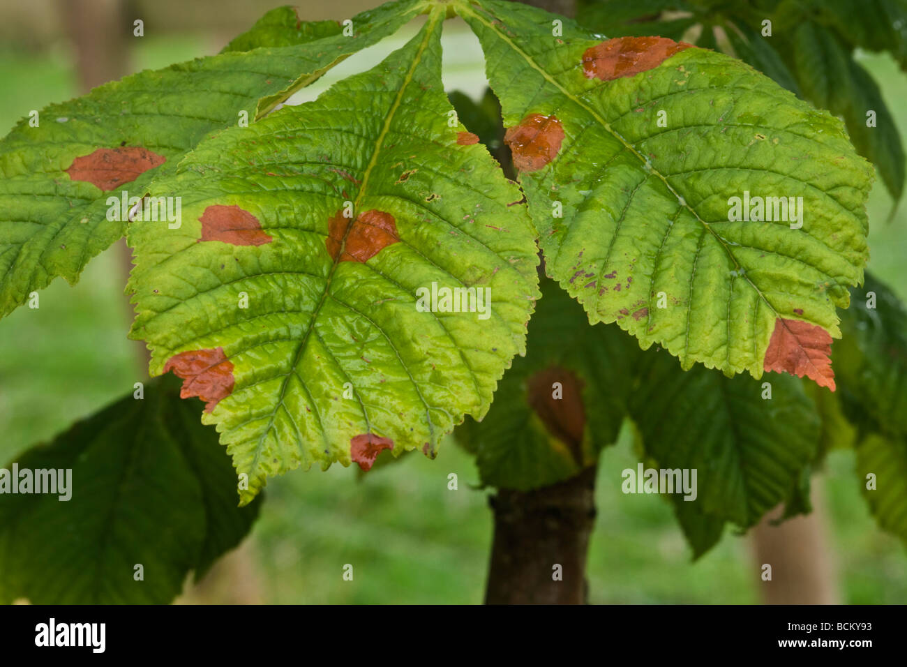 Leaf blotch spots on a horse chestnut leaf Stock Photo Alamy