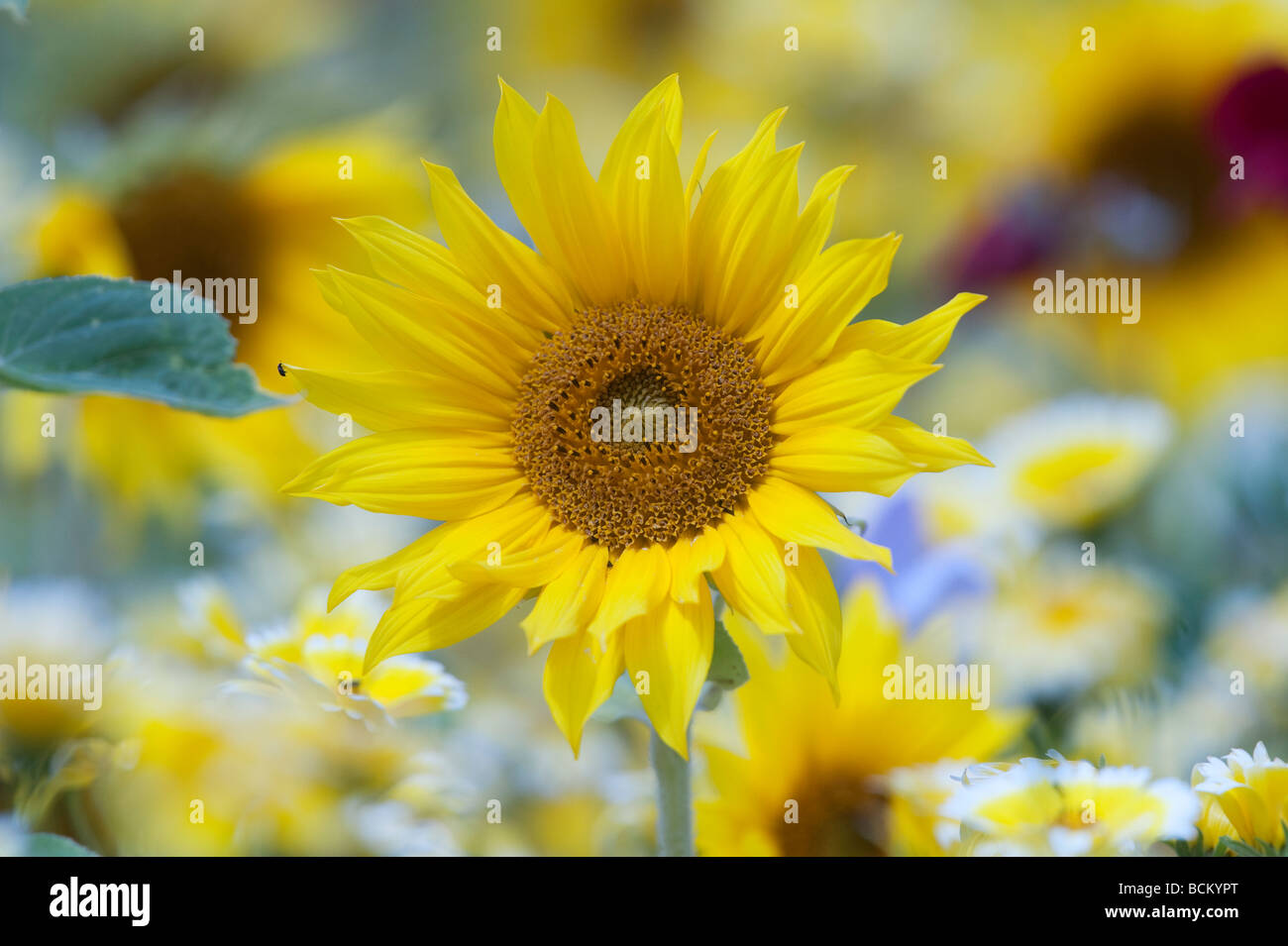 Sunflowers and Wildflowers in an english garden. England Stock Photo