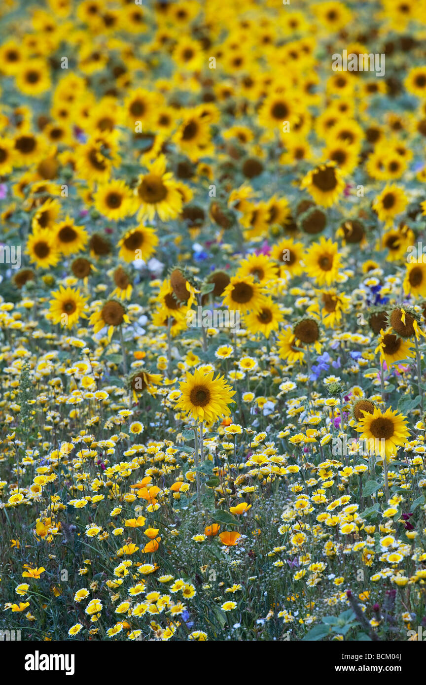 Sunflowers and Wildflowers in an english garden. England Stock Photo