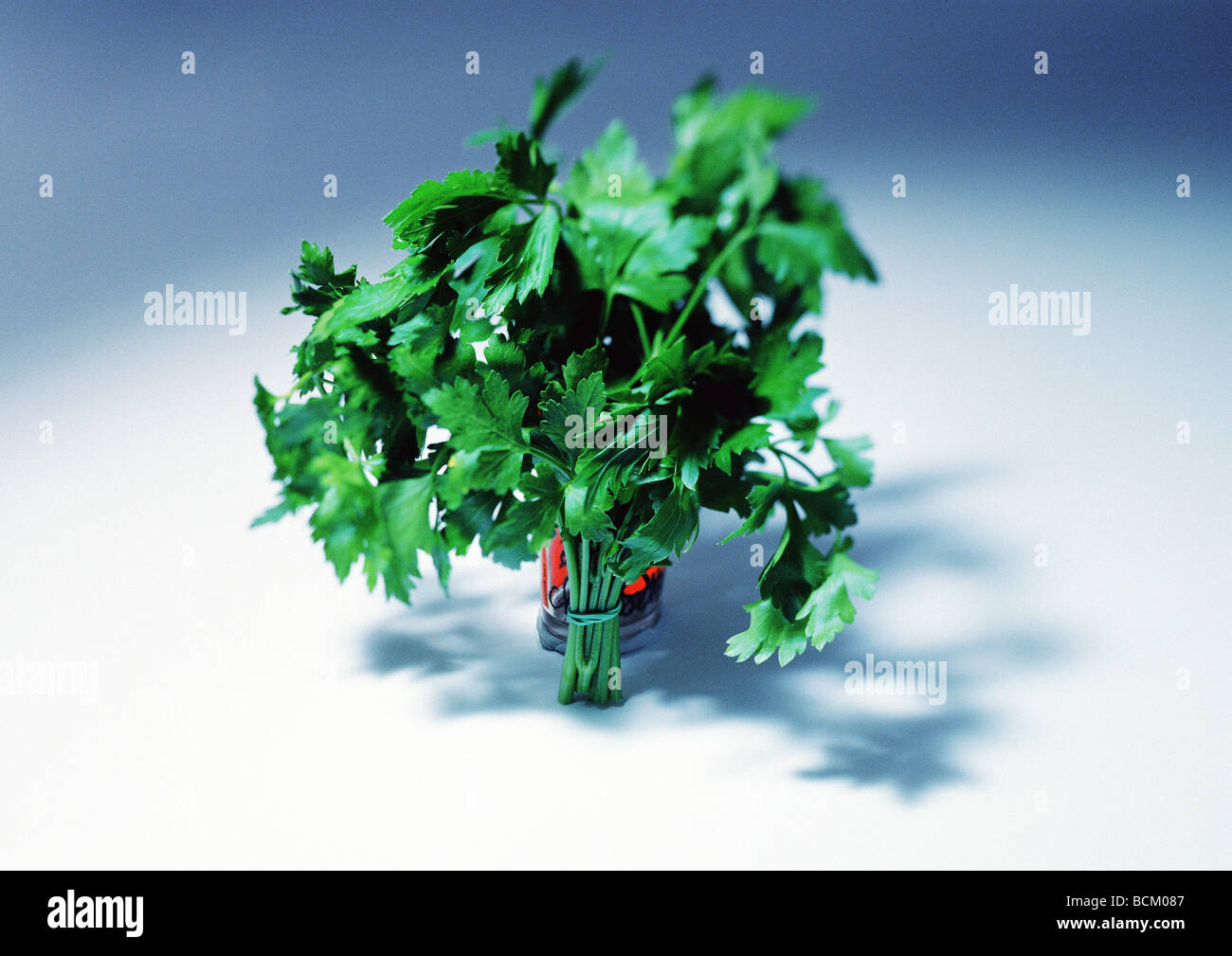 Flat leaf parsley Stock Photo Alamy