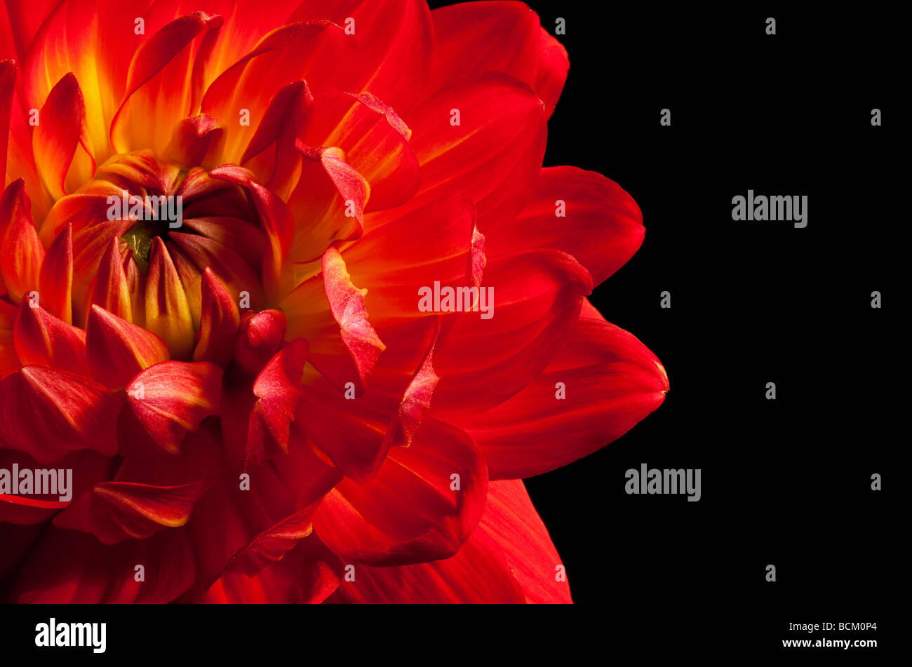 Close up of a bicolored red and yellow dahlia on black background Stock Photo