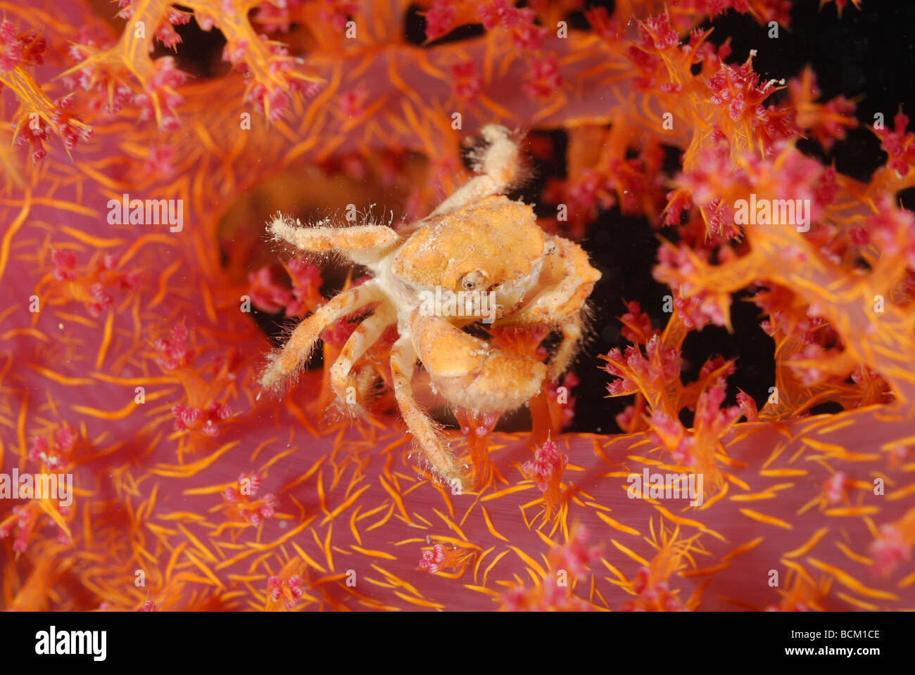 Coral crab moving on a soft coral colony on  in the Red Sea Stock Photo