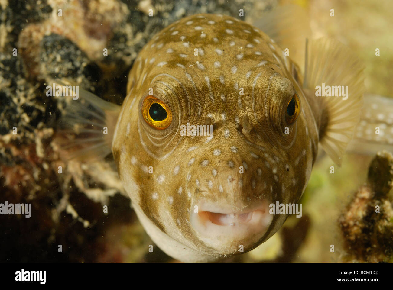 White-spotted puffer off Hurghada, Egypt. Stock Photo