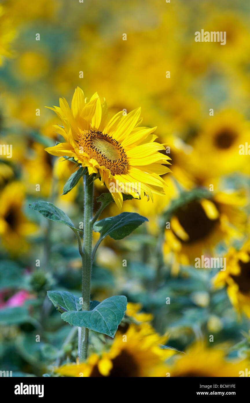 Sunflowers and Wildflowers in an english garden. England Stock Photo