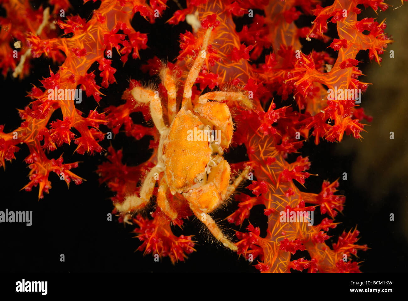 Coral crab moving on a soft coral colony on  in the Red Sea Stock Photo