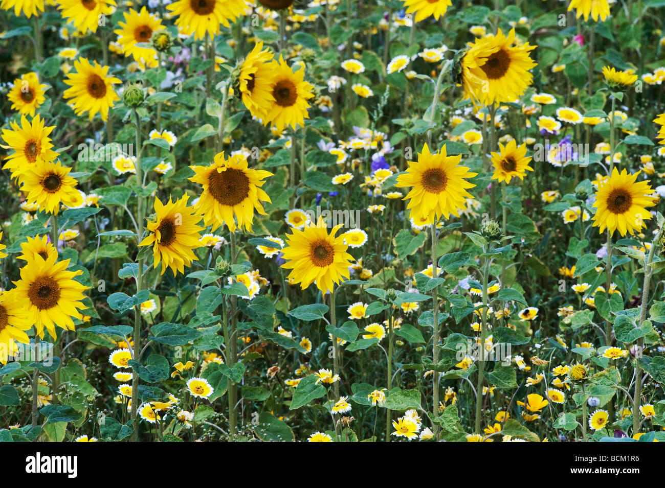 Sunflowers and Wildflowers in an english garden. England Stock Photo