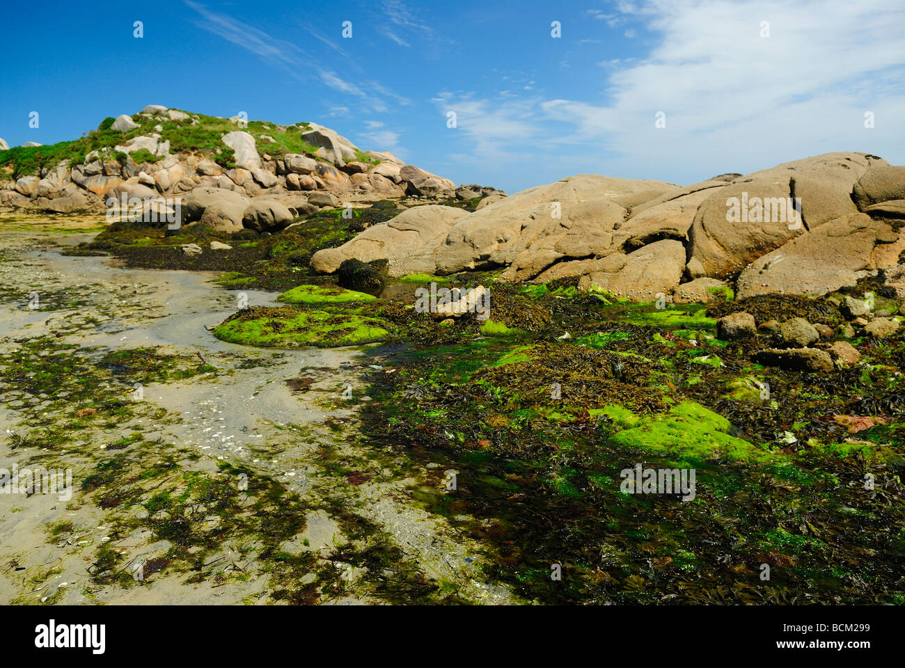 Rocks covered with knotted wrack in the Bay of Morlaix, France Stock ...
