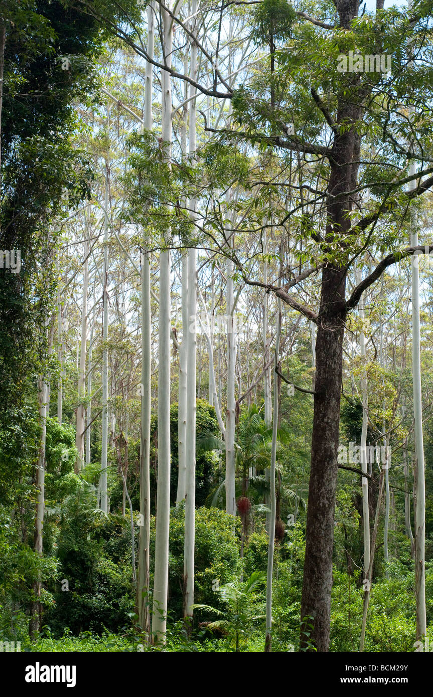 Gum tree forest Coffs Harbour region NSW Australia Stock Photo Alamy