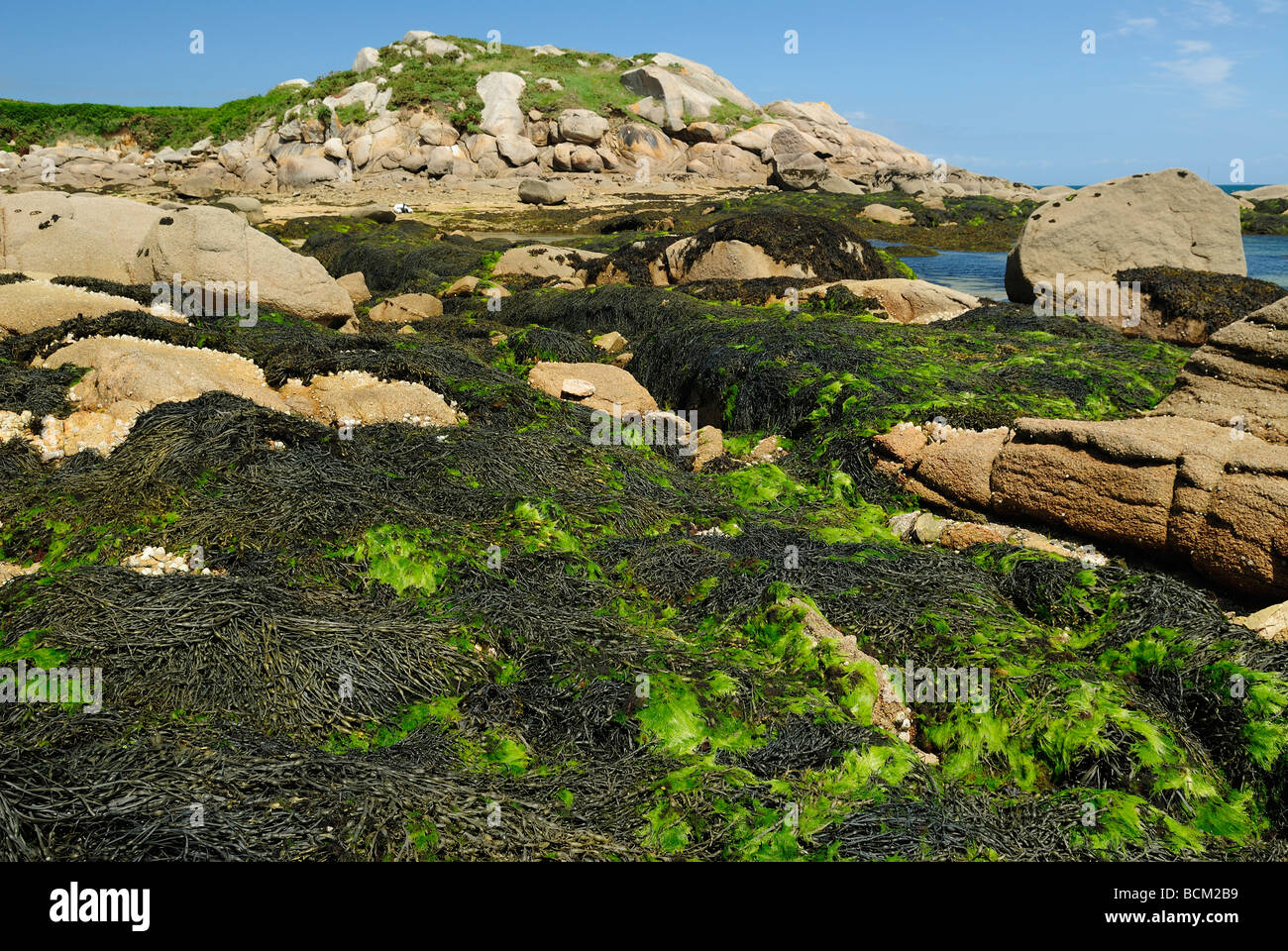 Granitic rocks covered with knotted wrack hi-res stock photography and ...