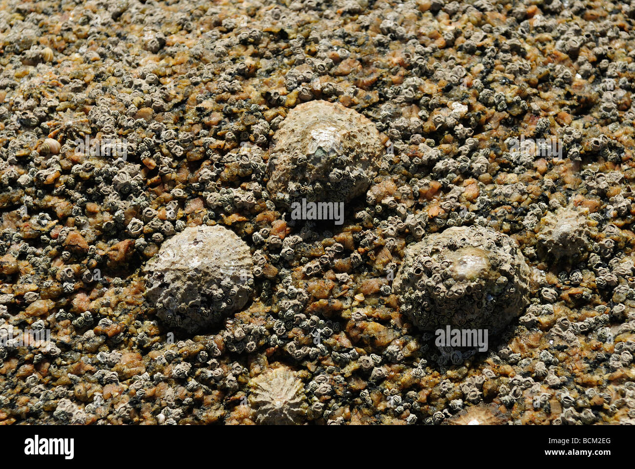 Common limpet on a rock in the Bay of Morlaix, France Stock Photo