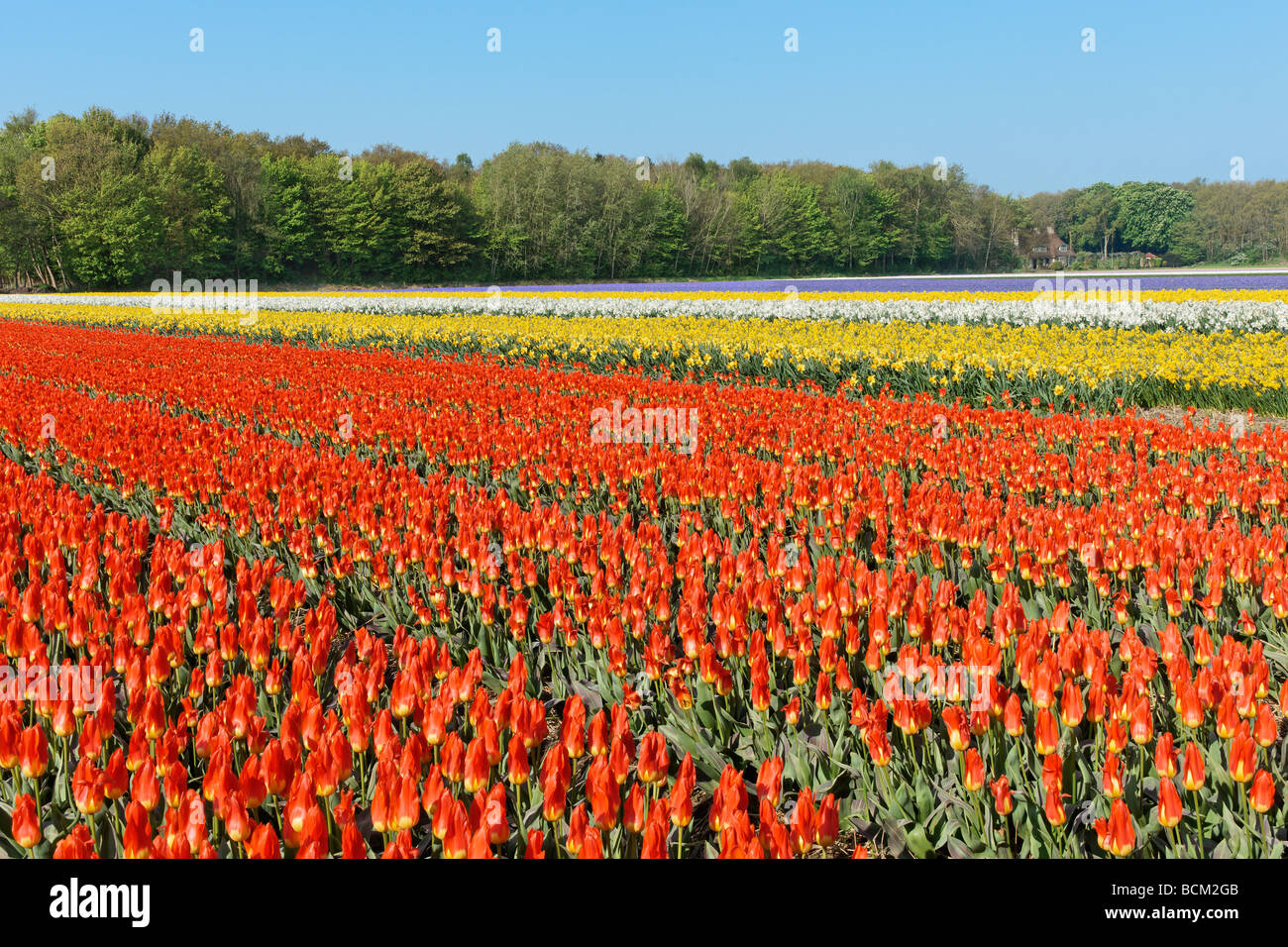 Bollenstreek hires stock photography and images Alamy