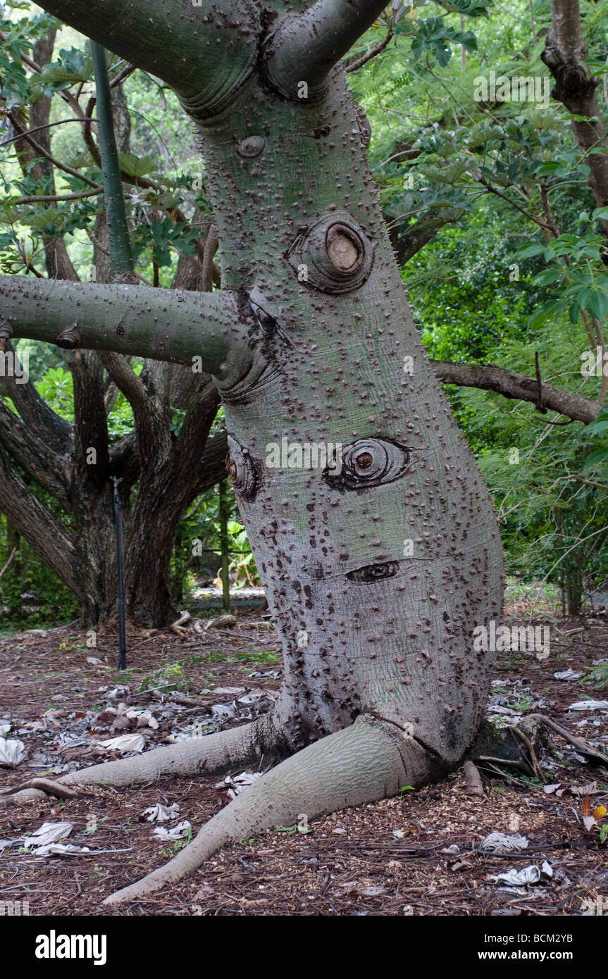 Coffs Harbour Botanic Gardens Unusual tree NSW Australia Stock Photo