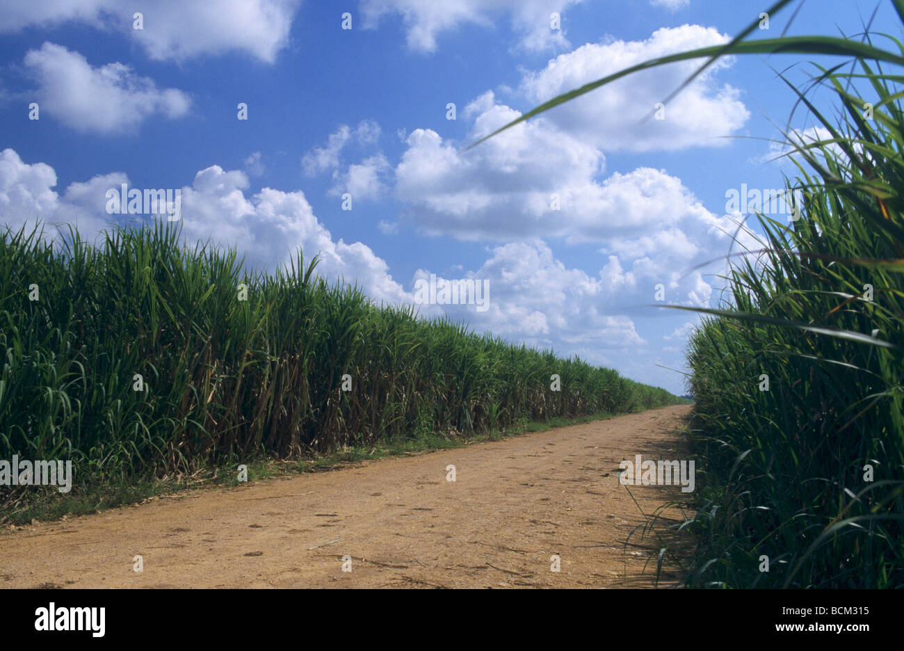 Sugar cane plantation-Countryside landscape in La Altagracia province in the south east of  Dominican Republic Island -Caribbean Stock Photo