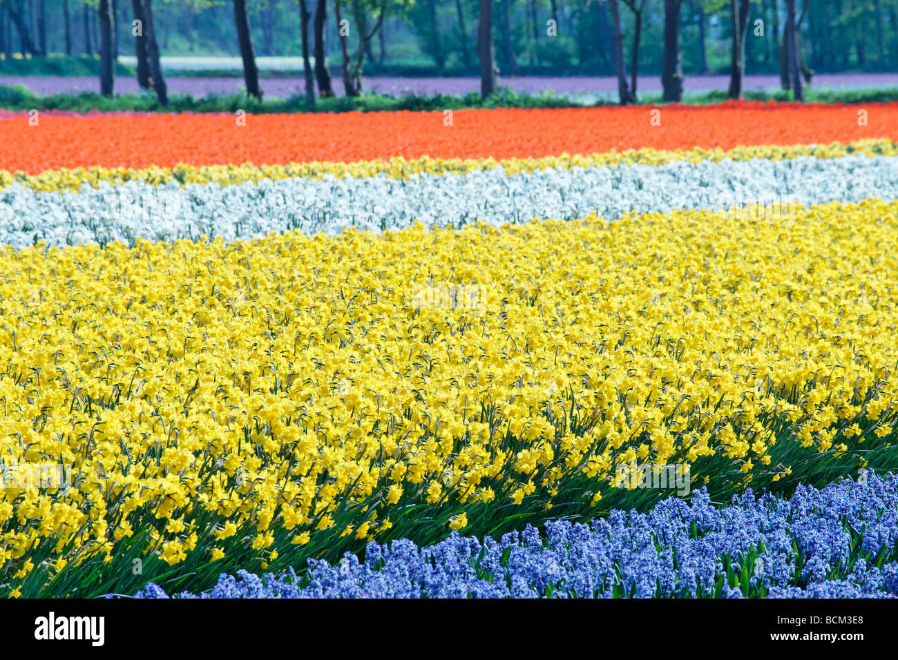 Tulips, daffodils and hyacinths in the fields of the Bollenstreek