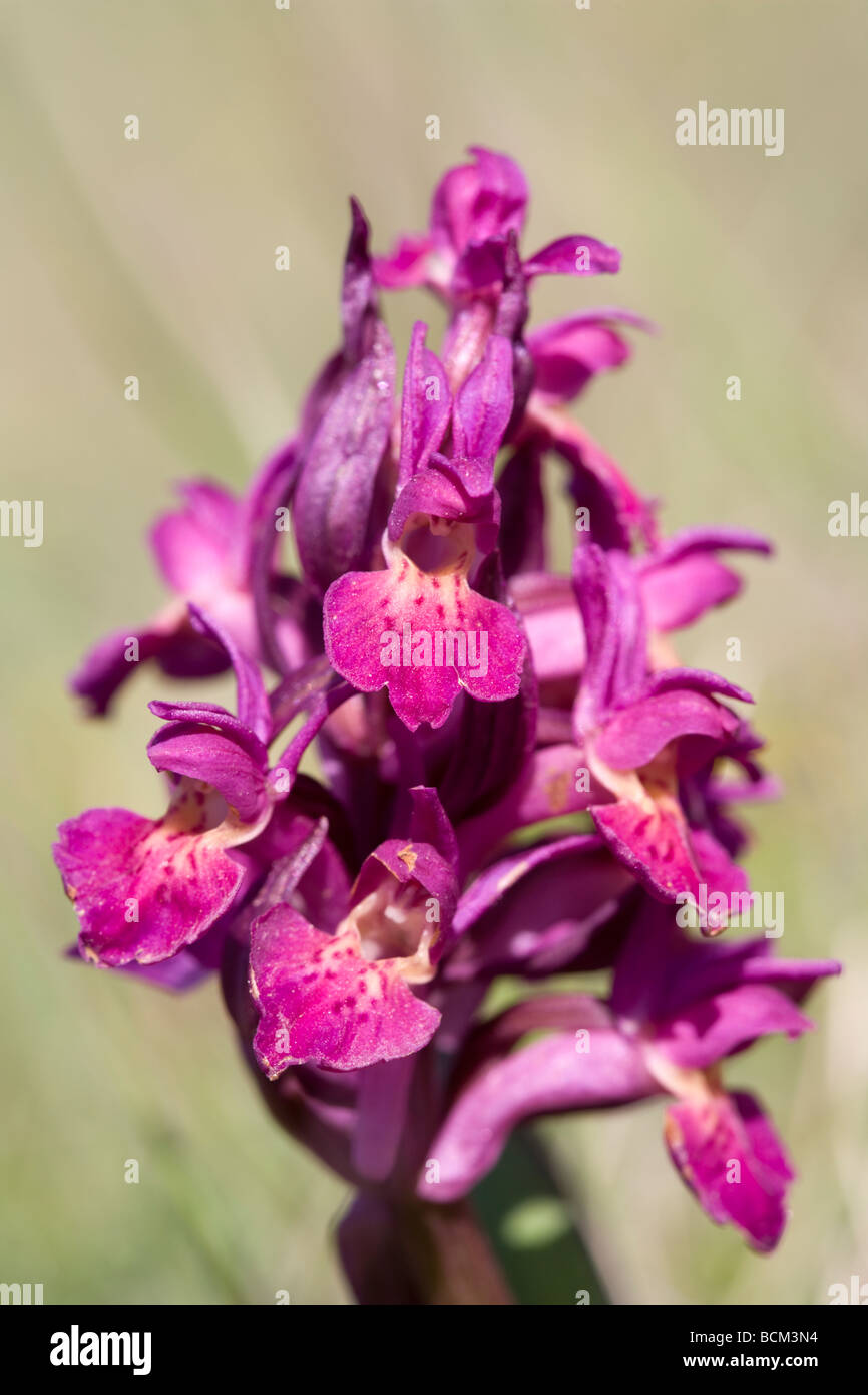 Elder-flower Orchid (Dactylorhiza sambucina) red/purple variant Stock Photo
